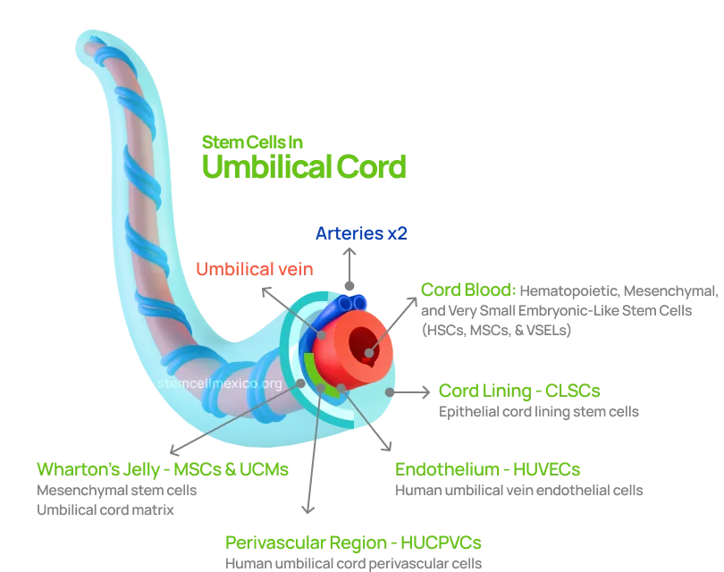 Diagram of stem cell sources in the umbilical cord: cord blood (hematopoietic, mesenchymal and very small embryonic-like stem cells), cord lining, Wharton's jelly, endothelium and perivascular region