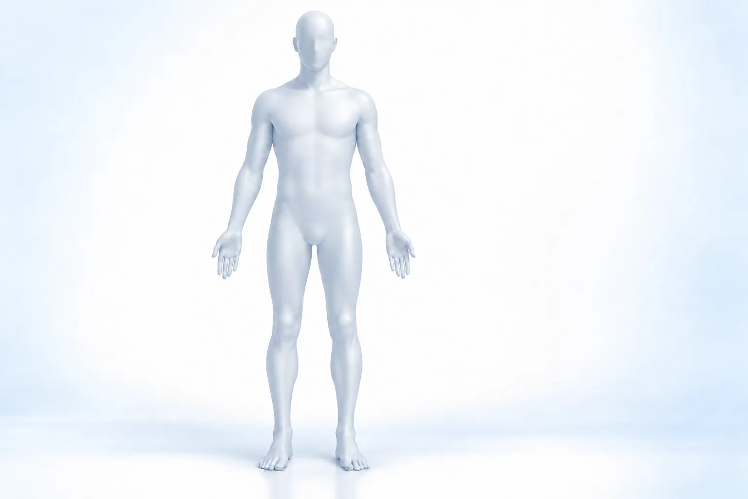 Pelvis location on a neutral human figure